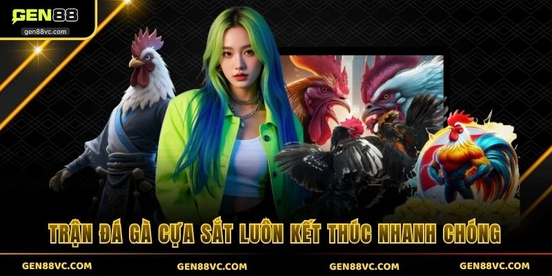 Trận đá gà cựa sắt luôn kết thúc nhanh chóng